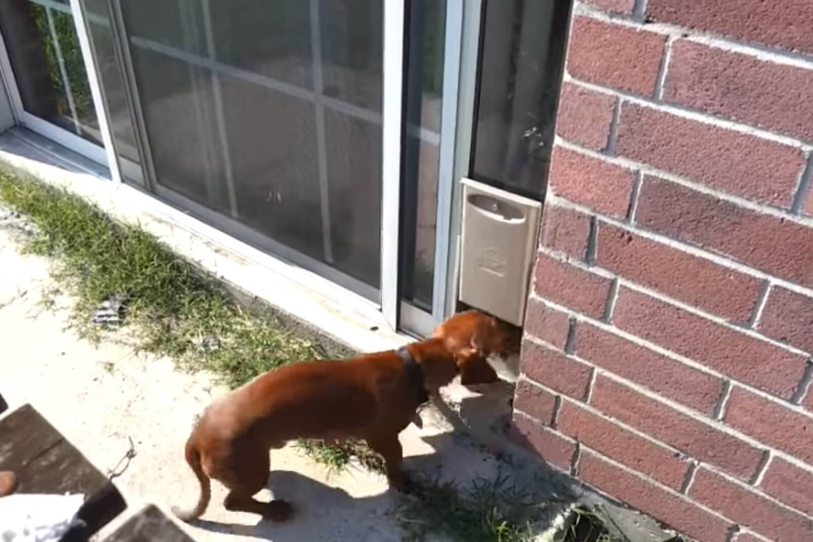 ダックスフンド,動画