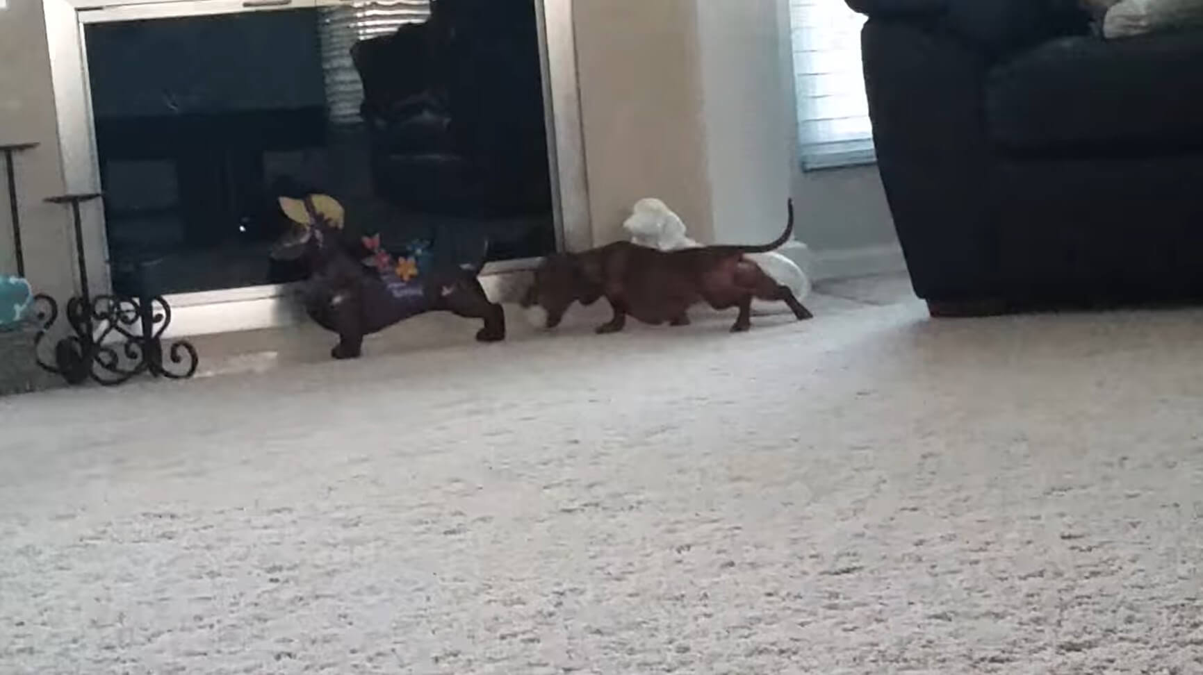 ダックスフンド,動画