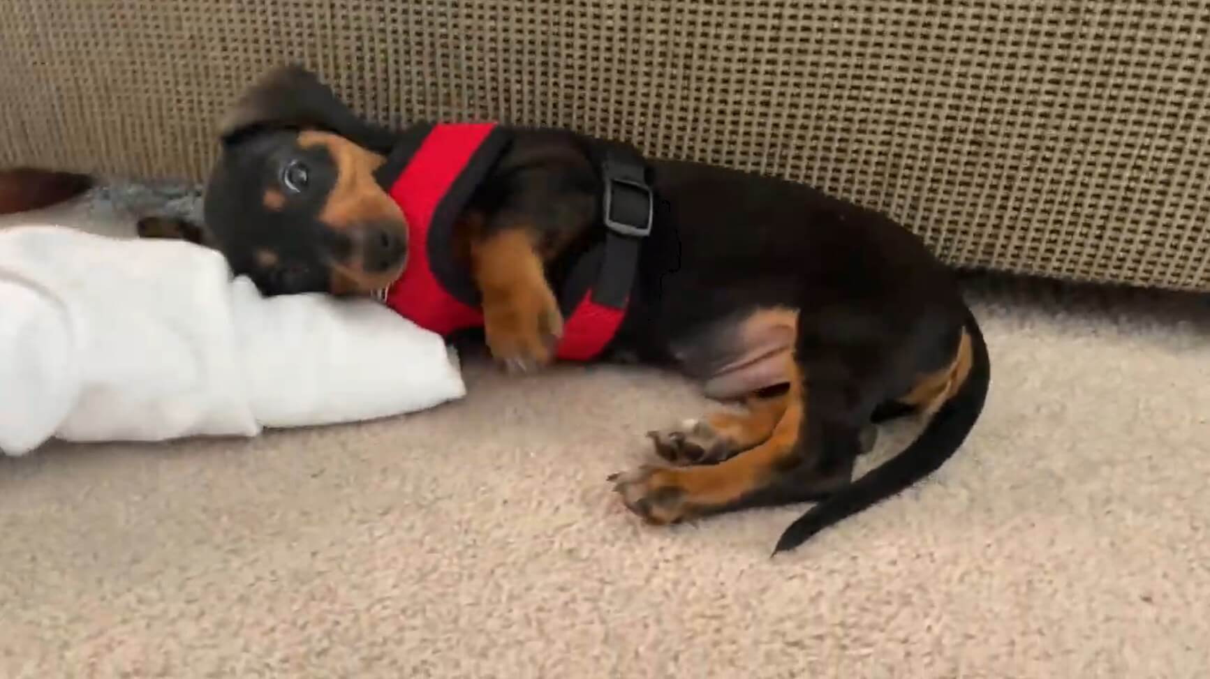 ダックスフンド,動画