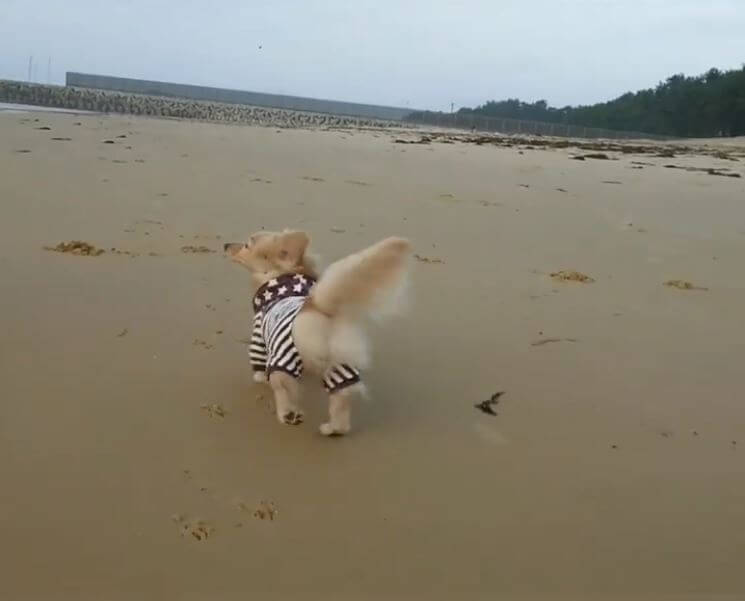 ダックスフンド,動画