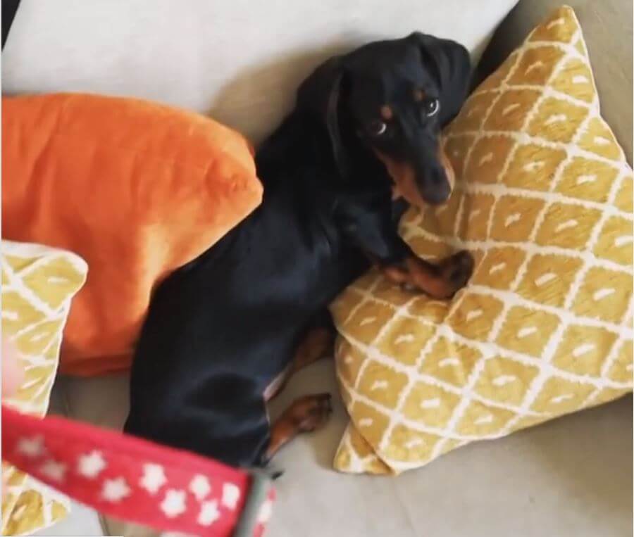 ダックスフンド,動画