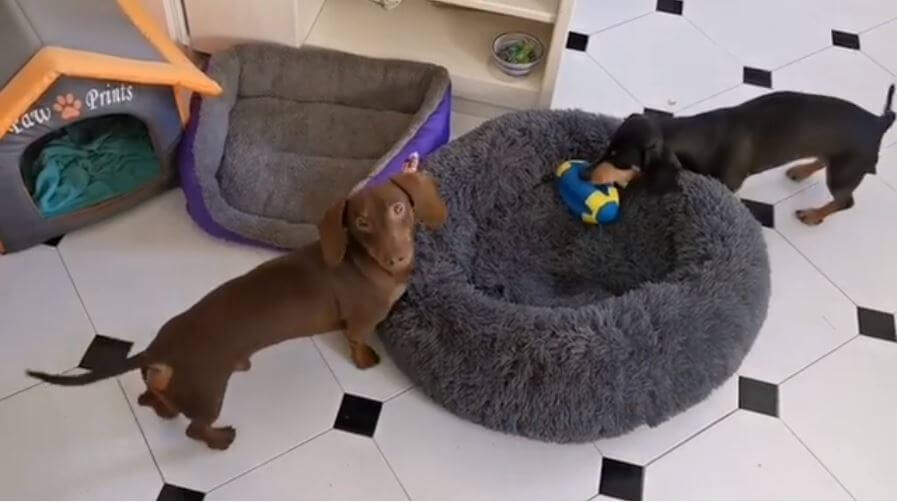 ダックスフンド,動画