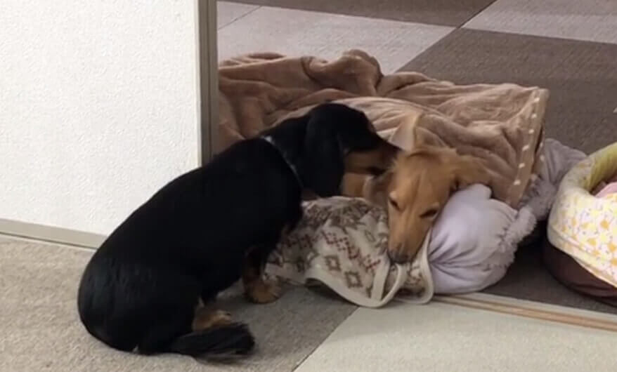 ダックスフンド,動画