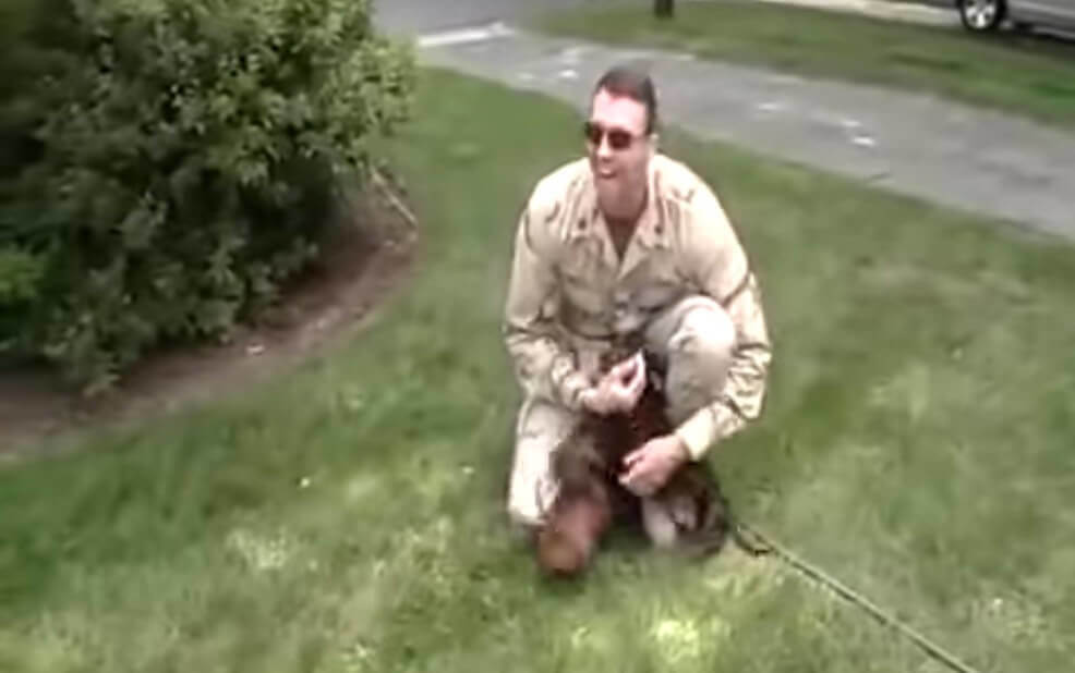 ダックスフンド,動画