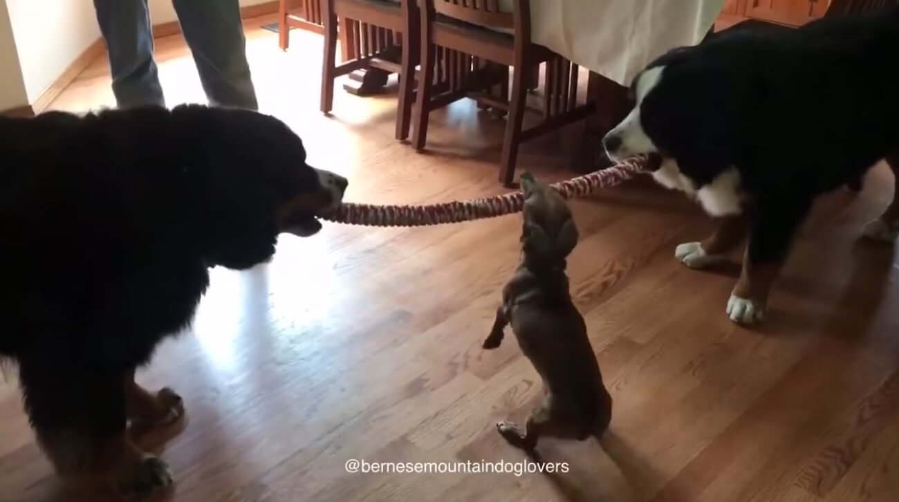 ダックスフンド,動画