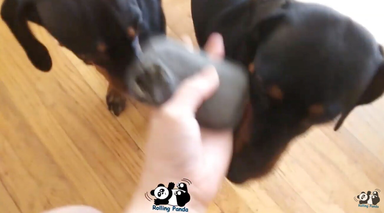 ダックスフンド,動画