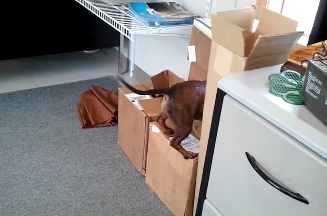 ダックスフンド,動画