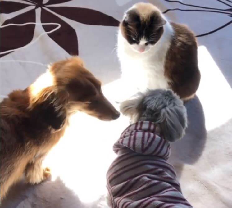 ダックスフンド,動画