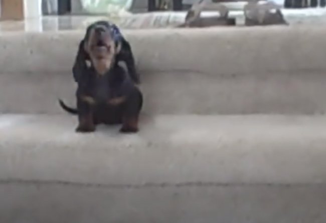 ダックスフンド,動画