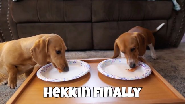 ダックスフンド,動画