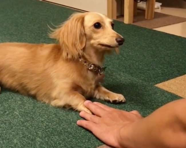 ダックスフンド,Instagram