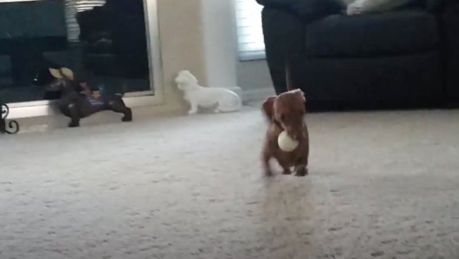 ダックスフンド,動画