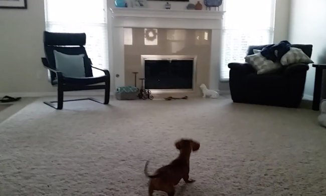 ダックスフンド,動画