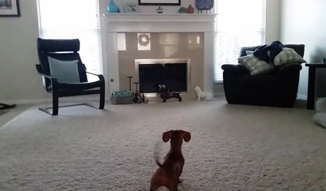 ダックスフンド,動画