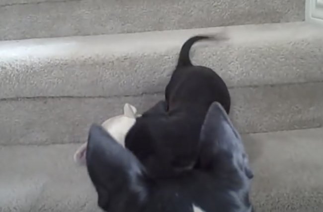 ダックスフンド,動画