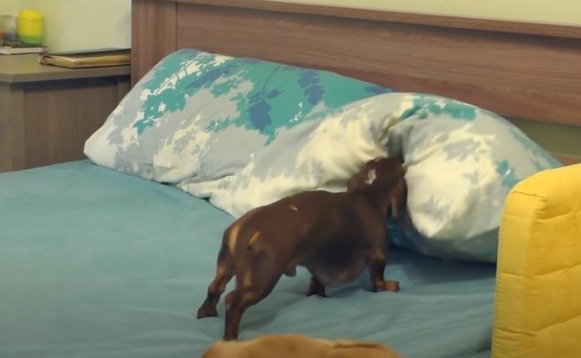 ダックスフンド,動画