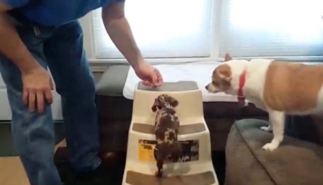 ダックスフンド,動画