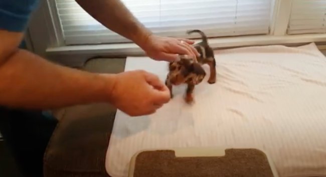 ダックスフンド,動画