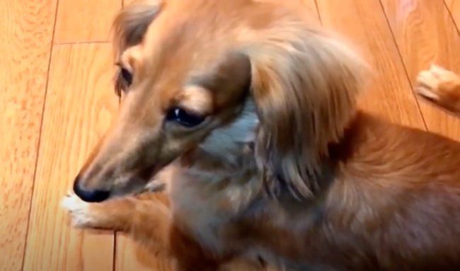 ダックスフンド,動画