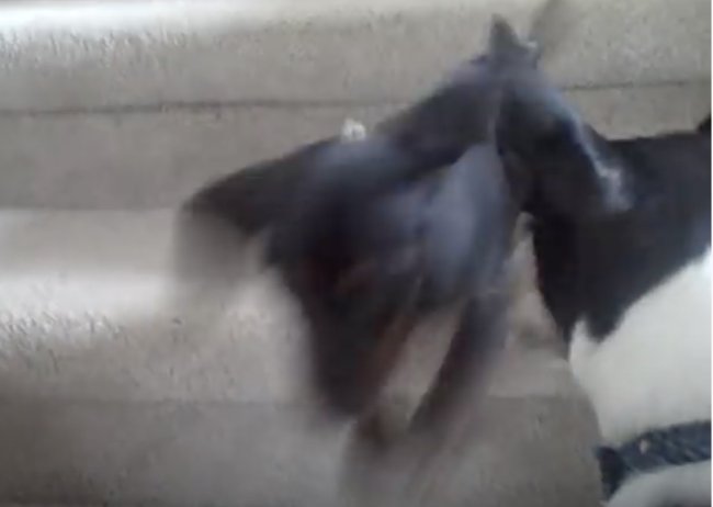 ダックスフンド,動画