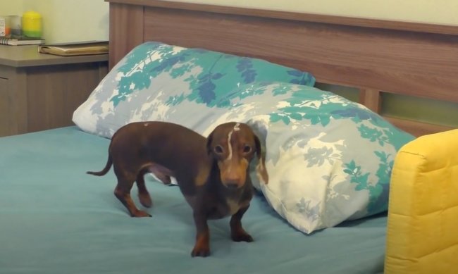 ダックスフンド,動画