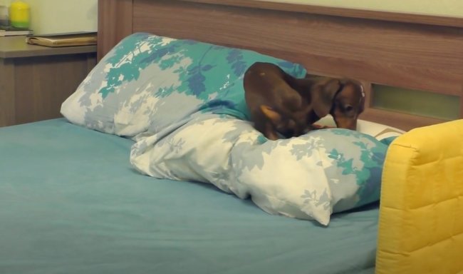 ダックスフンド,動画