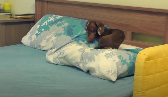 ダックスフンド,動画