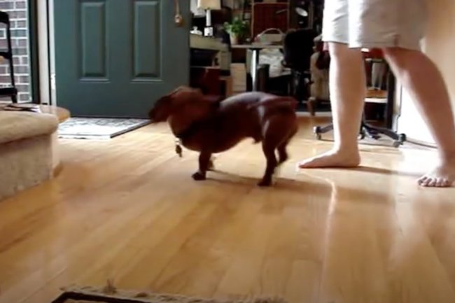 ダックスフンド,動画