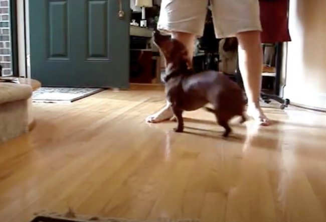 ダックスフンド,動画