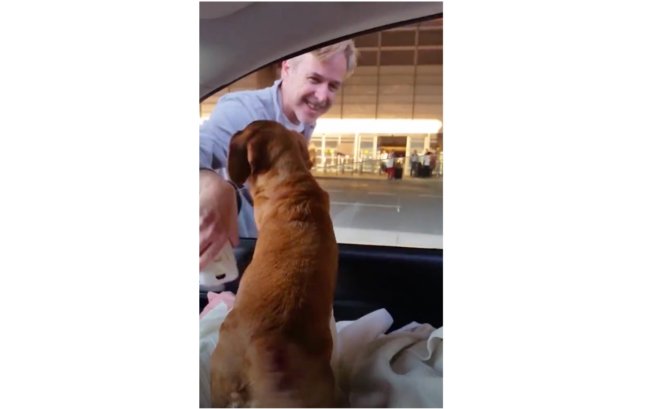 ダックスフンド,動画