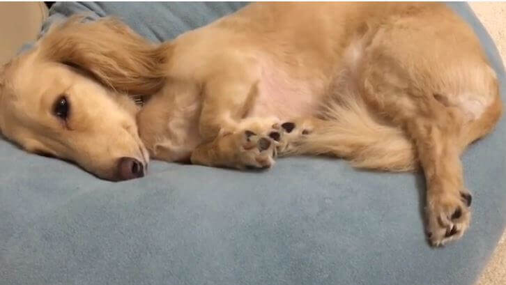 ダックスフンド,動画