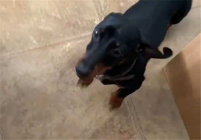 ダックスフンド,動画