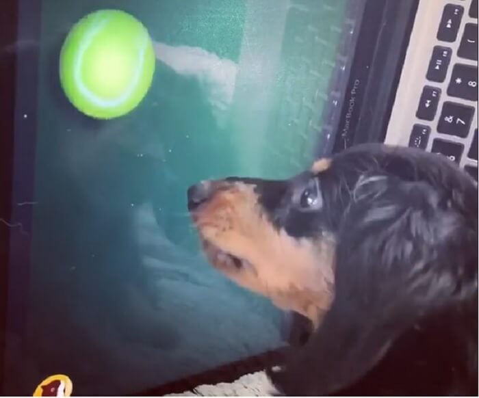 ダックスフンド,動画