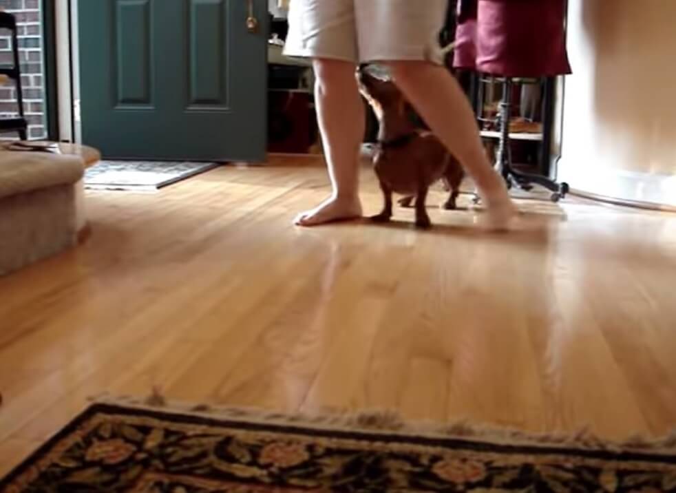 ダックスフンド,動画