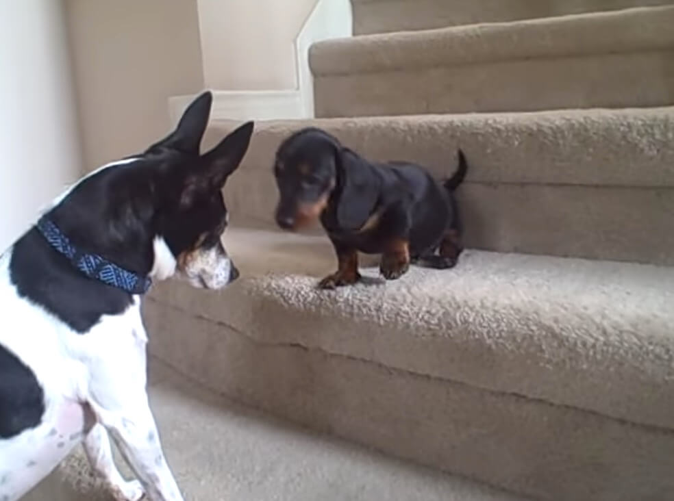 ダックスフンド,動画