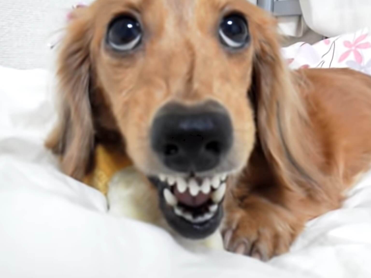 ダックスフンド,動画