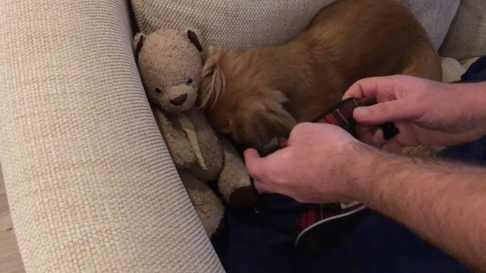 ダックスフンド,動画