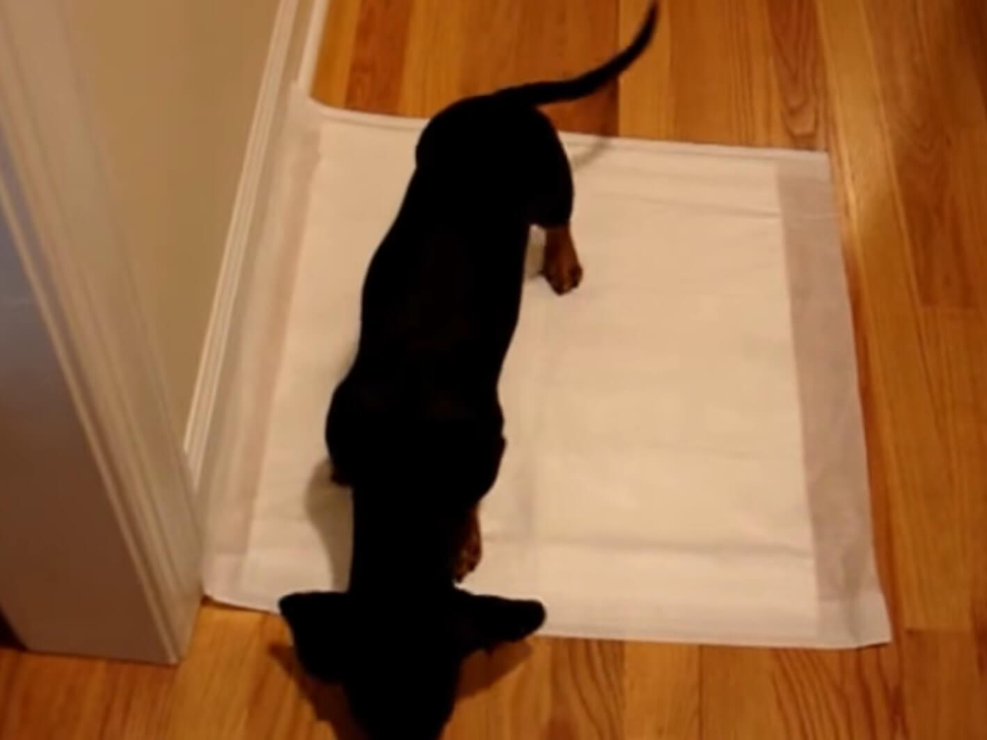 ダックスフンド,動画