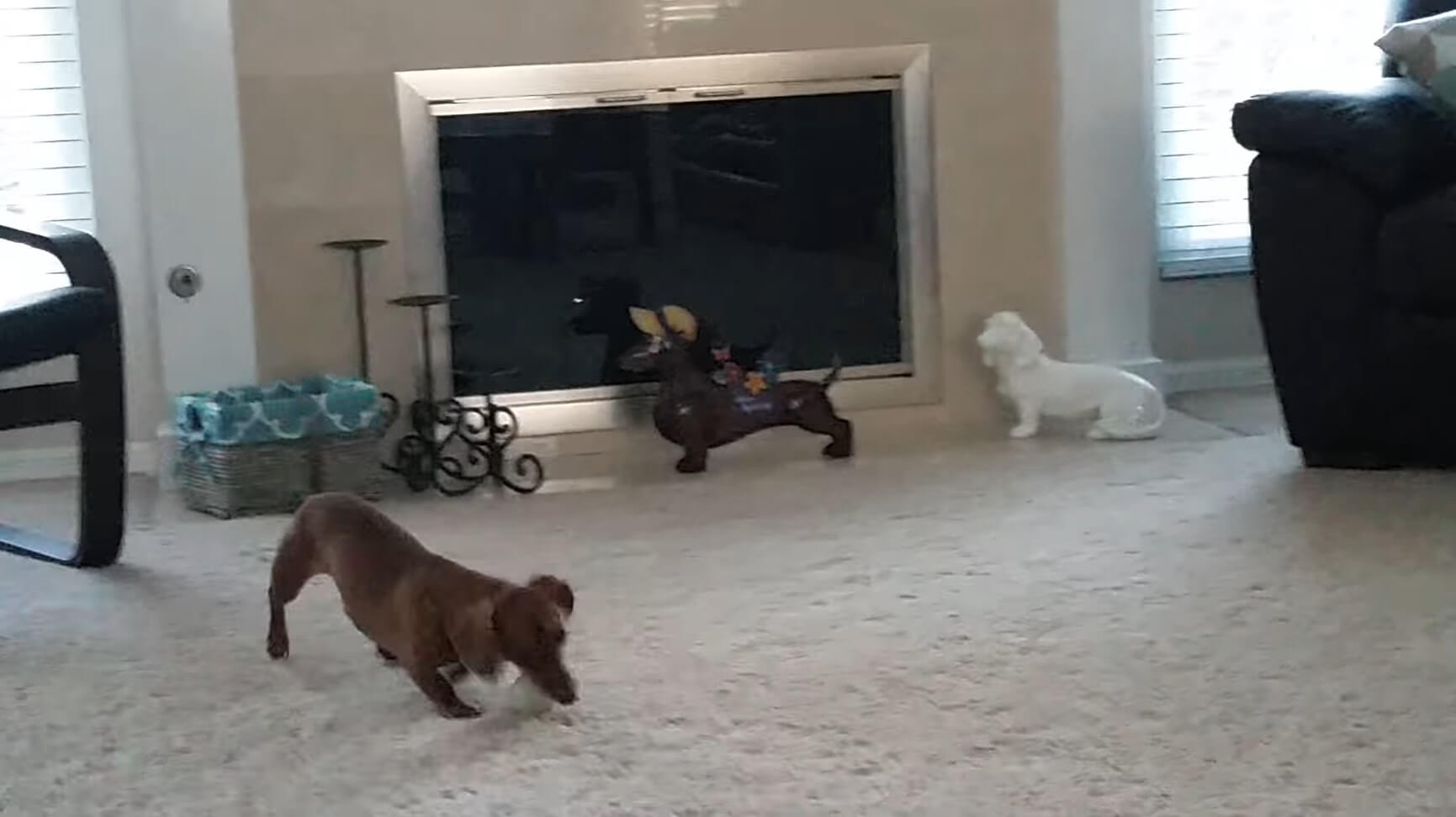 ダックスフンド,動画