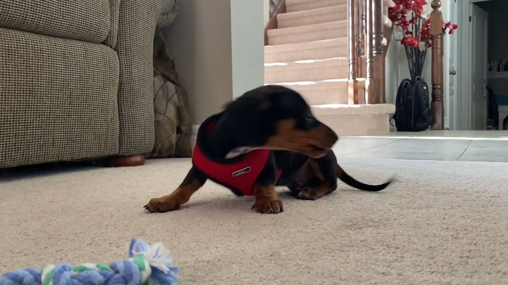 ダックスフンド,動画