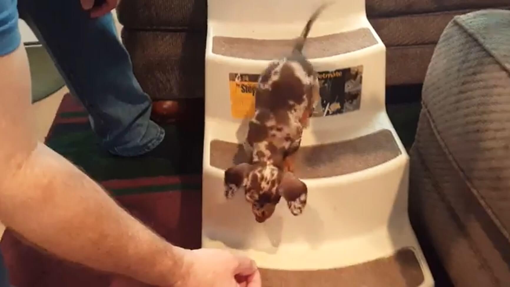 ダックスフンド,動画