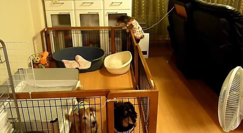 ダックスフンド,動画