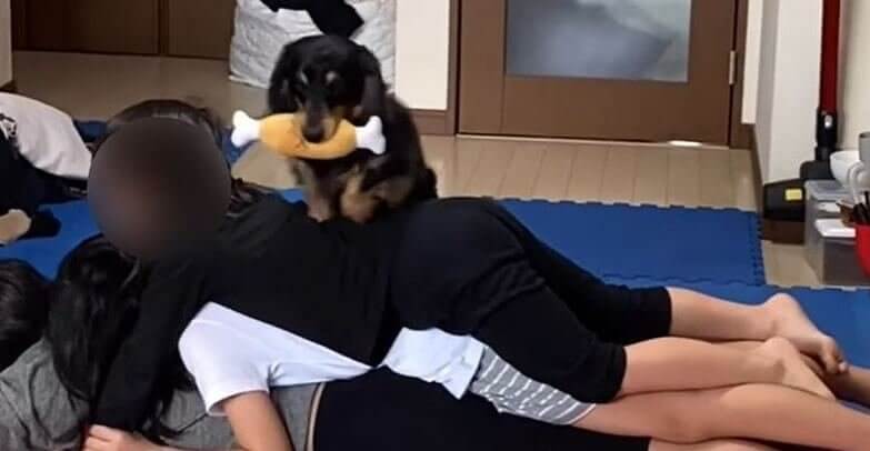 ダックスフンド,動画