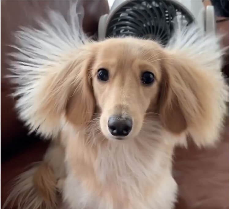 ダックスフンド,動画