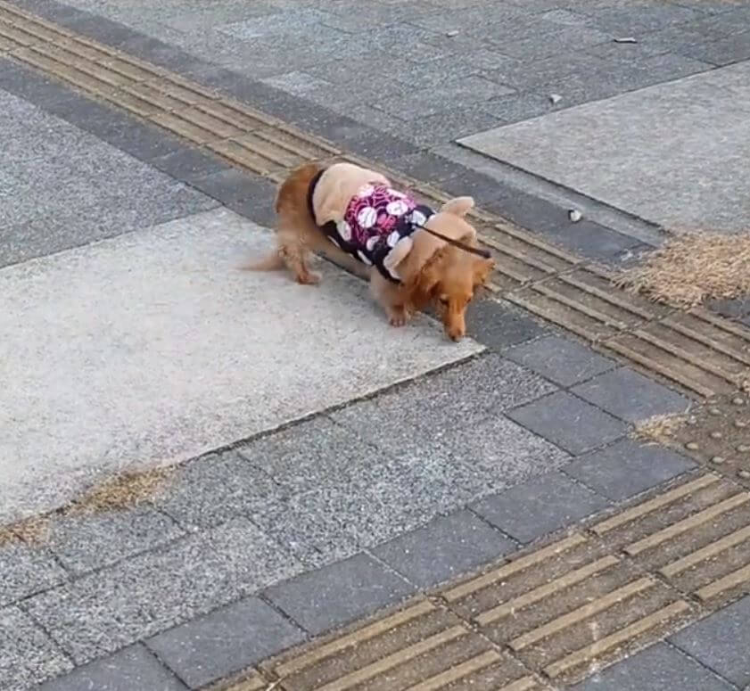 ダックスフンド,動画