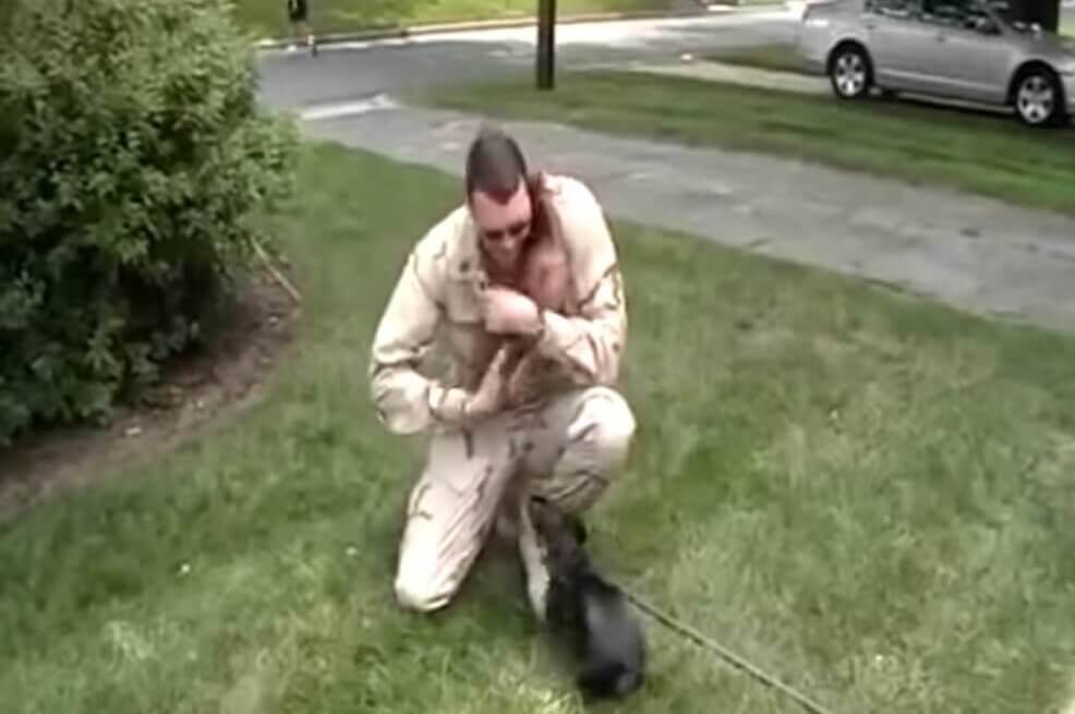 ダックスフンド,動画