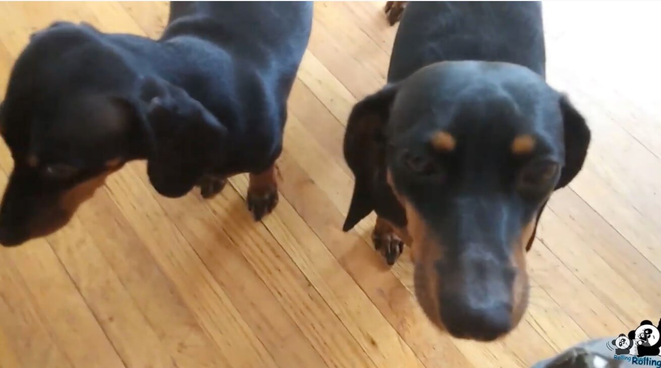 ダックスフンド,動画