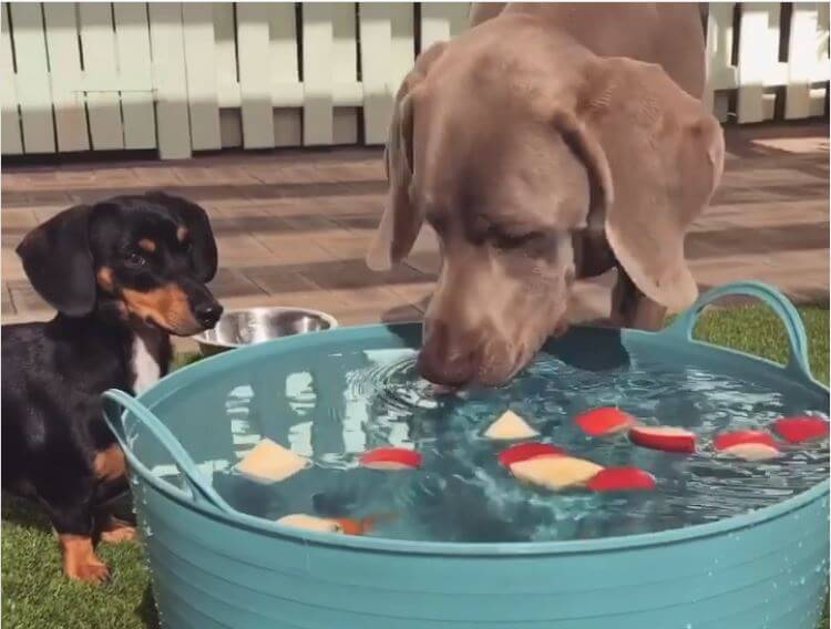 ダックスフンド,動画