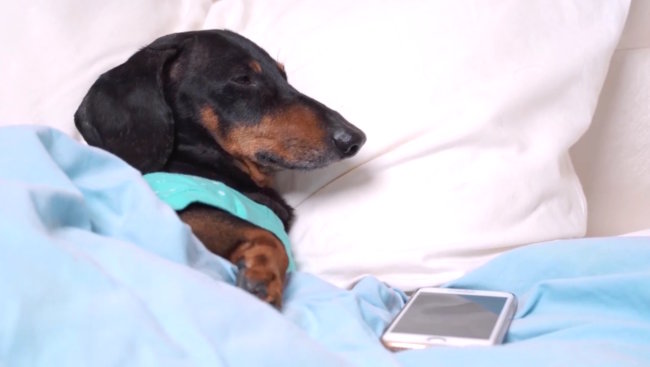 ダックスフンド,動画