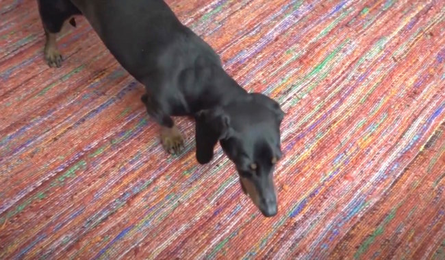 ダックスフンド,動画